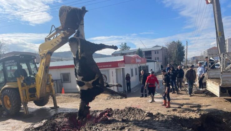 Banka müdürünün tayini çıktı sevinçten kurban kestiler