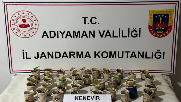 Bardakta kenevir yetiştiren şahıs yakalandı