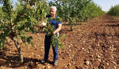 ‘Bademdeki verginin düşürülmesi, çiftçiyi hayal kırıklığına uğratmıştır’