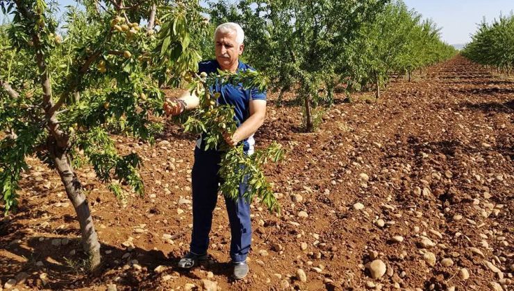 ‘Bademdeki verginin düşürülmesi, çiftçiyi hayal kırıklığına uğratmıştır’