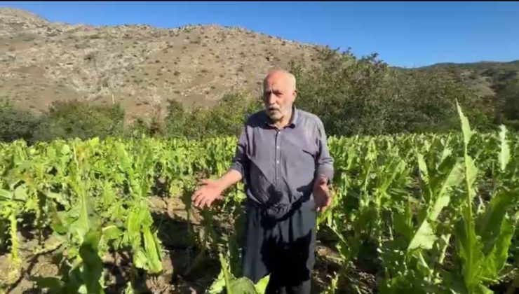 Uzunköy’de Tütün Üreticileri Rüzgâr Felaketiyle Zor Durumda