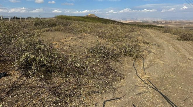 Yanlıştan dönülmezse 108 bin dönümde 4 milyon badem ağacı sökülebilir