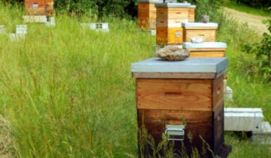 Adıyaman’da organik arısız kovan başvuruları başladı