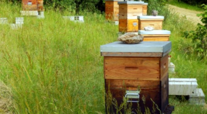 Adıyaman’da organik arısız kovan başvuruları başladı