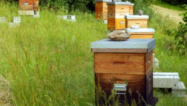 Adıyaman’da organik arısız kovan başvuruları başladı