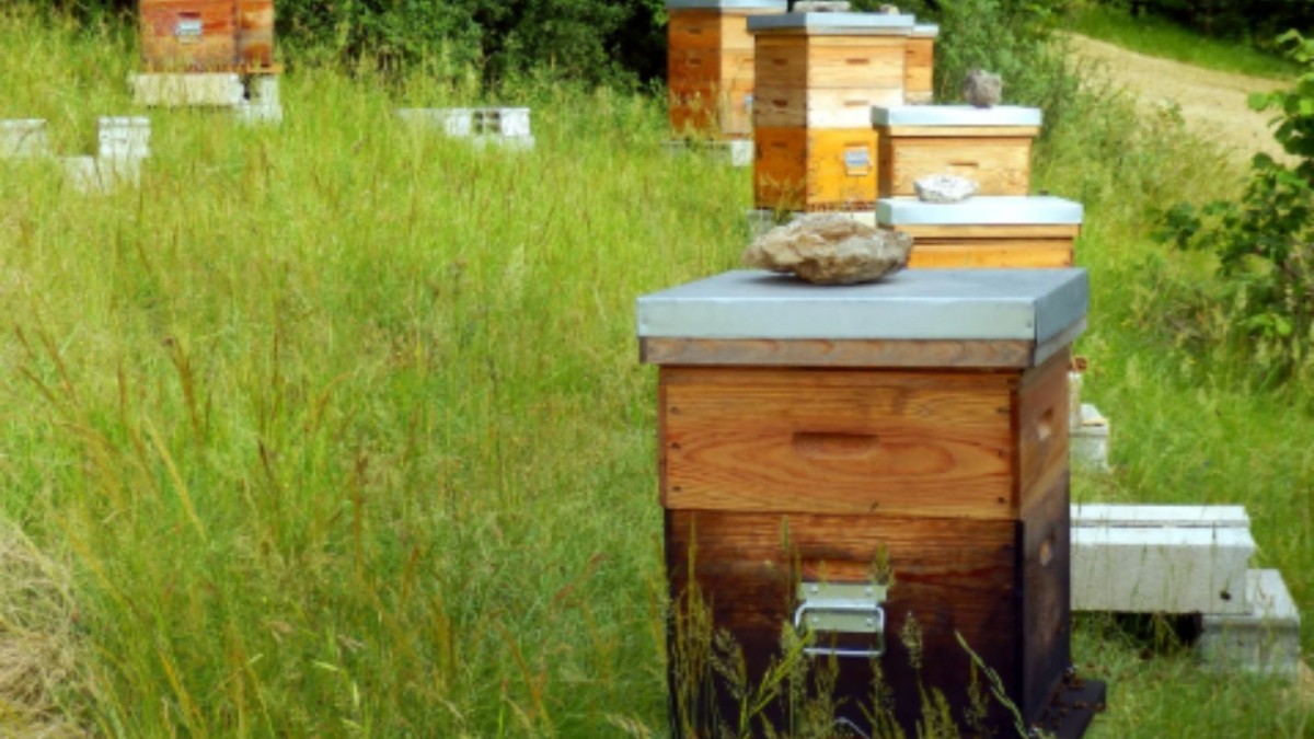 adiyamanda-organik-arisiz-kovan-basvurulari-basladi