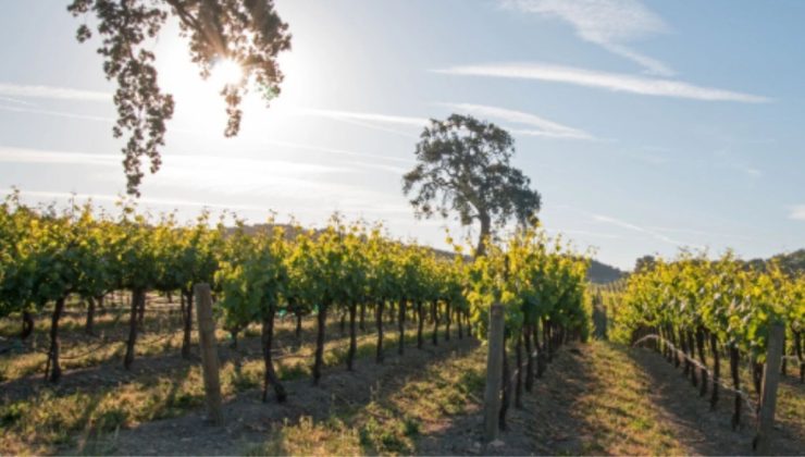 Adıyaman’da Modern Bağcılık Projesi için başvuru şartları açıklandı