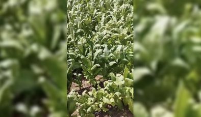 Çelikhan’da dolu yağışı çiftçiyi vurdu