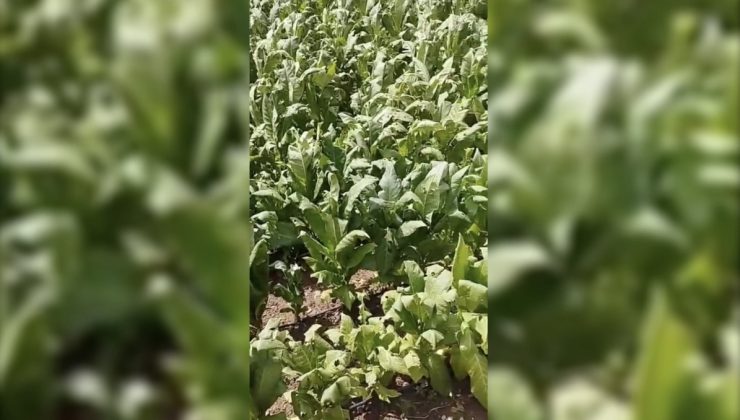 Çelikhan’da dolu yağışı çiftçiyi vurdu
