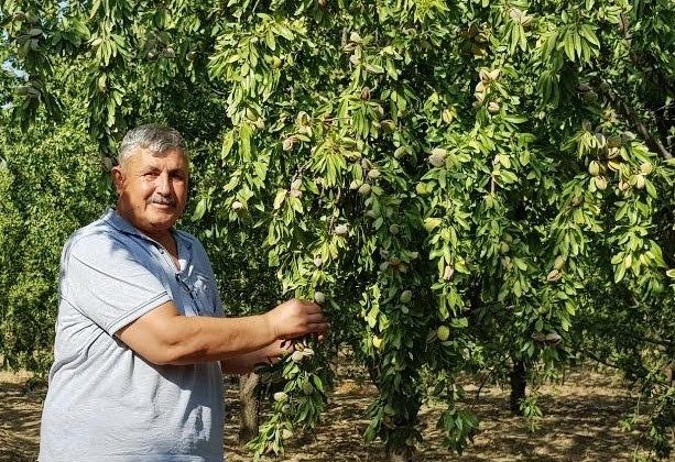Bir yılda 5 bin dönüm bahçe söküldü
