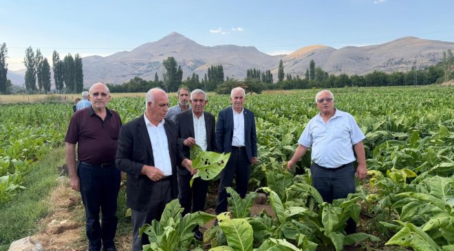 ÇELİKHAN’DA DOLU YAĞIŞI TÜTÜN ÜRETİCİLERİNİ VURDU