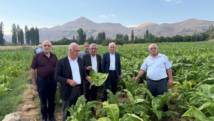 ÇELİKHAN’DA DOLU YAĞIŞI TÜTÜN ÜRETİCİLERİNİ VURDU