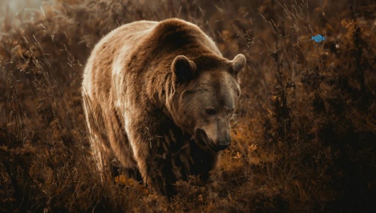 Gerger’in Avacık Yaylası’nda boz ayı kameraya yansıdı
